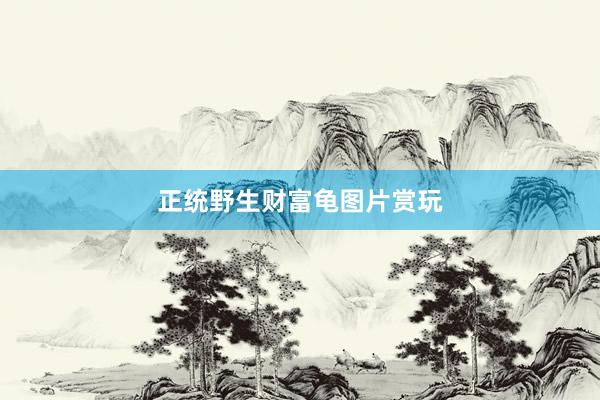正统野生财富龟图片赏玩